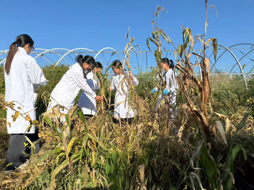 体验农耕秋收，淬炼青春担当— 延边大学农学院动物科学专业开展秋收实践活动
